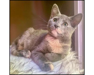 Soho - Domestic Shorthair Female Cat for Adoption