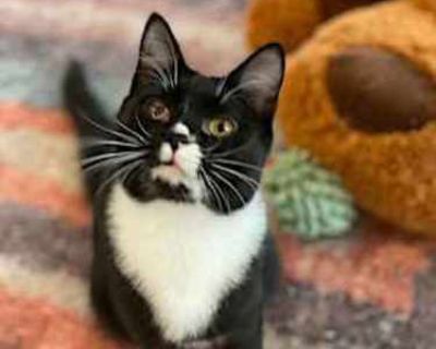 Madison is very sweet but a little cautious at first. She gets along with other cats, small dogs and people. She is quiet and laid back. She was born in July 2023. She has been spayed and is up to date on her vaccinations. This animal is being fostered in the South but transport to a location near you is included in your adoption fee. We use Rescue Riders Pet Transport, (www.rescueridersllc.net...