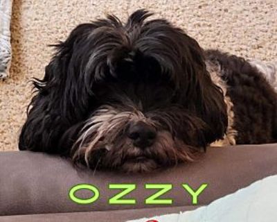 Ozzy - Bichon Frise/Shih Tzu Mix Male Dog for Adoption