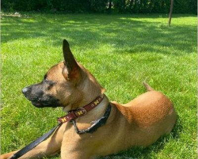 He's a sweet energetic dog looking for a better home .