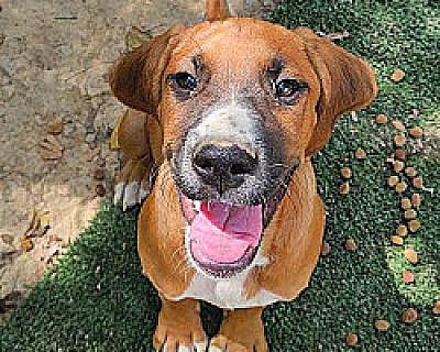 Frances - American Bulldog/Hound (Unknown Type) Mix Female Puppy for Adoption