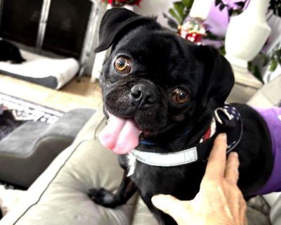 Bio coming soon.. Coat length Short. Young Male Small Black