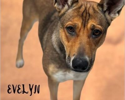 evelyn - Female Puppy German Shepherd mix for Adoption