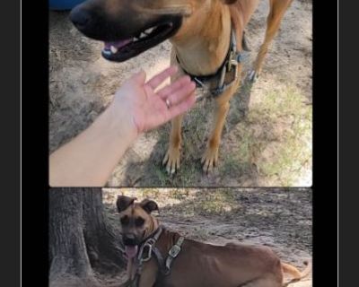 Izzy - Female Puppy Black Mouth Cur for Adoption