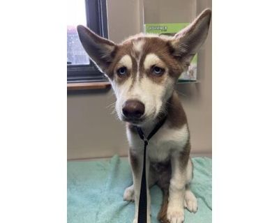 PLUTO - Husky Male Puppy for Adoption