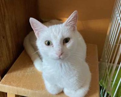 Sugar - Domestic Shorthair Female Cat for Adoption