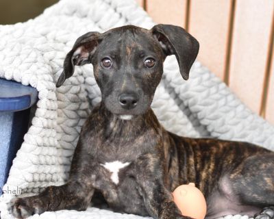 RTH minimum adoption age is 25 years old. APPLICATION REQUIRED (COPY & PASTE THIS LINK) https://www.shelterluv.com/matchme/adopt/RTH/Dog Date of Birth: 8/10/25 (approx) Location: Conroe, Texas (Transport will be arranged once adopted, and transport costs is included in the adoption fee.) Meet Ophelia The Puppy with a Heart Full of Wonder! Looking for a furry friend, whose equal parts snuggle bu...