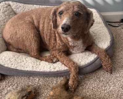 Sophie - Goldendoodle Female Dog for Adoption