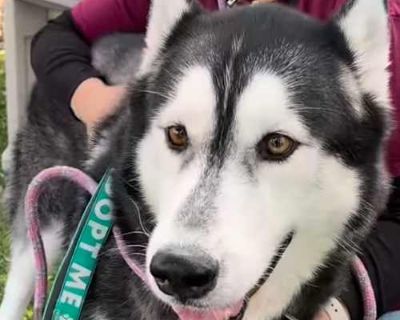 Tatum - Husky/Mixed Breed (Large) Mix Male Dog for Adoption