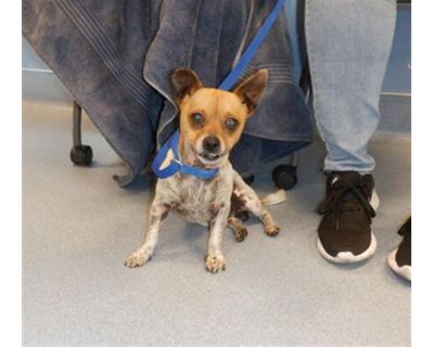 A1347475 - Chihuahua Male Dog for Adoption