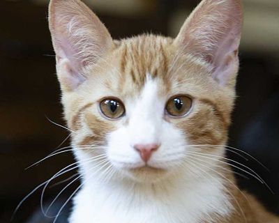 Julius (& Boba!) - Domestic Shorthair Male Kitten for Adoption