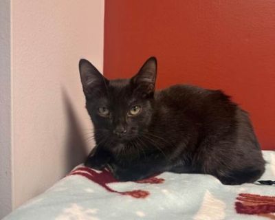 Splash - Domestic Shorthair Male Kitten for Adoption