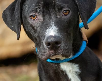 Vesper/Neyland - Labrador Retriever Male Dog for Adoption