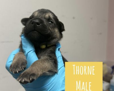 Thorne may be the smallest guy in his litter, but don t let his size fool you this mixed-breed sweetheart is healthy, thriving, and full of determination. He s the little underdog who keeps up with everybody and steals hearts doing it. Ready for adoption after December 6 just in time to snuggle into his forever home for the holidays. About Thorne Mixed breed pup The tiny but mighty littermate H...