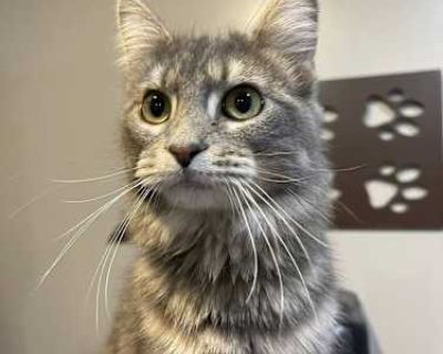 Meet Grace! She s approximately one year old and is very cat-friendly. She does well with some dogs, especially calm or respectful ones. Grace s history before arriving here is unknown, but she has shown herself to be gentle, adaptable, and ready to find her forever home. Good with kids Good with dogs Good with cats Shots current Spayed / Neutered. Breed Domestic Mediumhair Color Gray, Blue or ...