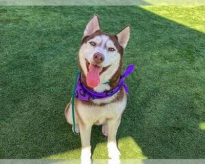 Adult * Location Orange, CA, 92868 USA USA *. Dog Breed: Siberian Husky (medium coat). Physical Attributes Coat Length: Medium Additional Information Was the Dog Found No