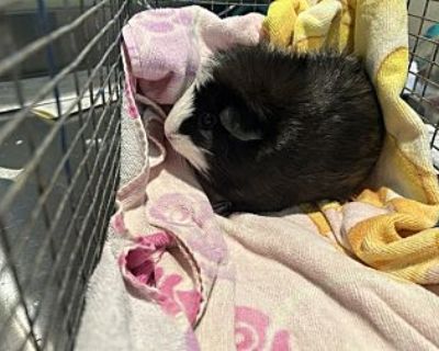 - Guinea Pig Female for Adoption