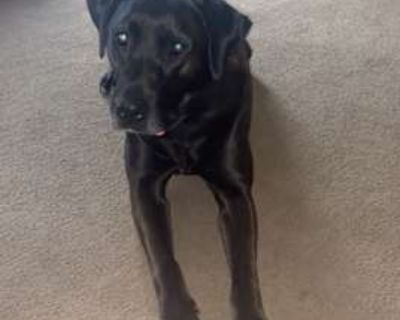 Mojo - Labrador Retriever Male Dog for Adoption