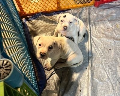 Litter of 2 - American Bulldog-American Bully Mix Male Puppy for Sale