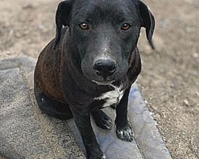 Mikko - Labrador Retriever Female Dog for Adoption