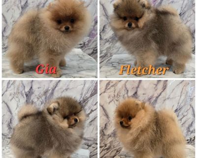 1 Male and 1 Female Pomeranian Puppies for Sale