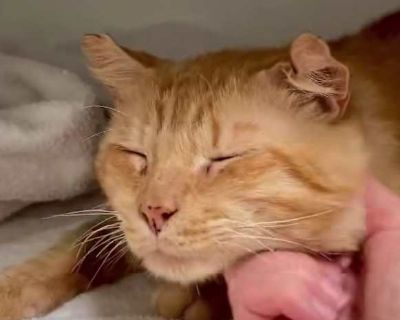 Jack - Tabby Male Cat for Adoption