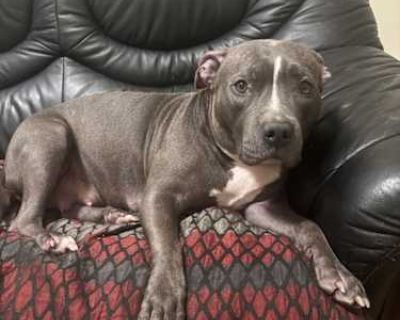 Justice - American Pit Bull Terrier Female Dog for Adoption