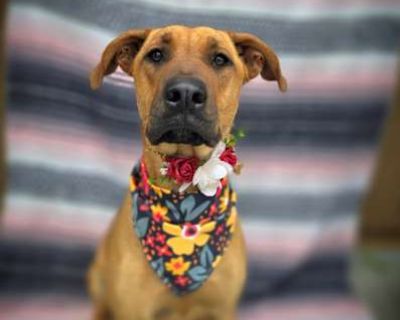 Saffron - Doberman Pinscher/Labrador Retriever Mix Female Puppy for Adoption