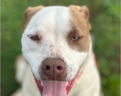 Uno - Female Puppy Staffordshire Bull Terrier mix for Adoption