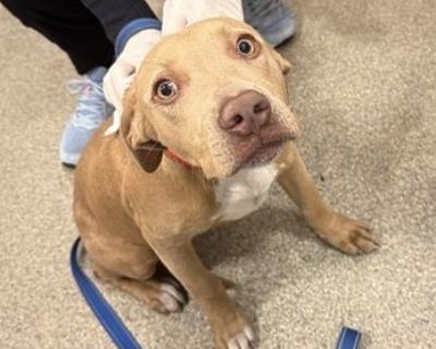 Health Vaccinations up to date.. Young Male Medium Yellow / Tan / Blond / Fawn