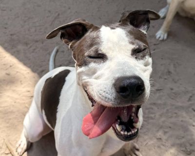 ***Help save Houston dogs lives! Our shelter is just outside of Houston, TX (and we transport to your area). Not only would you be adopting an amazing dog you d also be giving room to the next dog who needs our help. LANCE The Oversized Sweetheart With a Big Heart (and an even bigger honk bark) Personality Highlights: -Big, goofy, gentle giant -Loves his people & soaks up affection -Great play ...