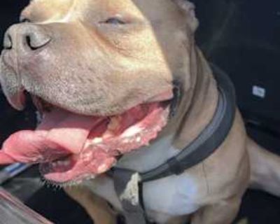 Coco - American Bulldog Female Dog for Adoption