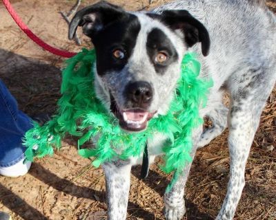 Kipper - Cattle Dog Mix Male Dog for Adoption