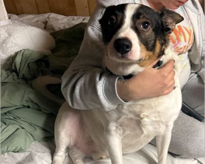 Willy - Male Adult Australian Cattle Dog for Adoption