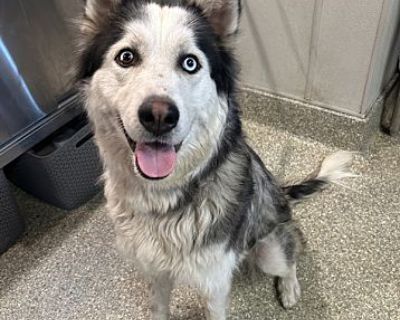 Shelby* - Siberian Husky Female Dog for Adoption