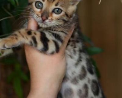 Butterfly - Bengal Female Kitten For Sale