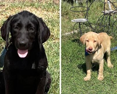 Labrador retrievers: Adorable Lab puppies