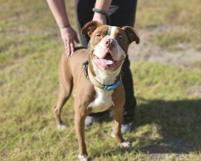 Chapo - American Bully Male Dog for Adoption