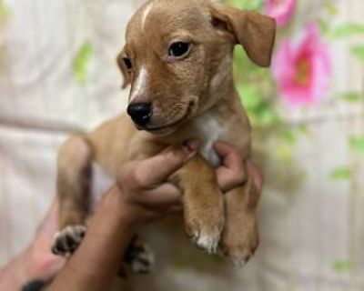 Nicki - Border Collie Female Puppy for Adoption