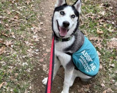 Yukon - Husky Male Dog for Adoption