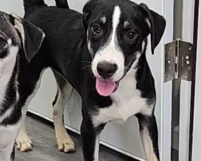 Benson - Labrador Retriever & Husky Mix Male Puppy for Adoption