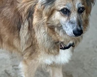 Bella - German Shepherd Dog/Sheltie, Shetland Sheepdog Mix Female Dog for Adoption