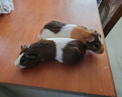 Zoomer - Guinea Pig Male for Adoption