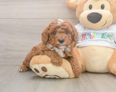 Meet Newt, our 5-week old Purebred Male Poodle Puppy. He is 2lb 10oz @ 5 weeks and estimated to grow to 11-17 lbs. Poodles are Cheerful, Intelligent, Lively. Age 5 weeks Birth Date 10/14/2025 Gender Male Current Weight 2lb 10oz @ 5 weeks Est Adult Weight 11-17 lbs Registry AKC Vaccinations Up-To-Date On All Shots Vet Inspection (inspected at 8 wks). Poodle Breed Info Elegant and fancy, highly t...