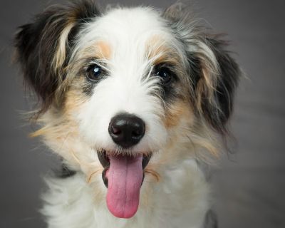 Lucas - Australian Shepherd & Terrier Mix Male Dog for Adoption