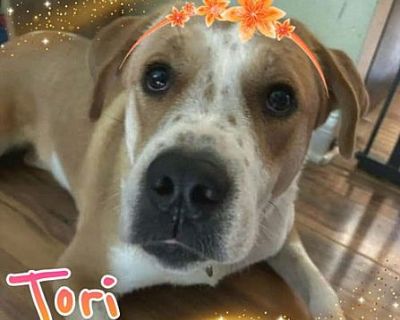 Tori - Great Pyrenees/Hound (Unknown Type) Mix Female Dog for Adoption