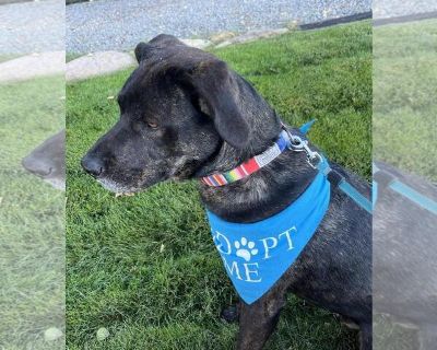 Elko - Akita-Mastiff Mix Male Adult Dog for Adoption