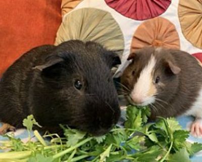 Joey & Dakota - Guinea Pig Male for Adoption