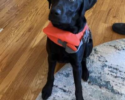 Jaeger - Labrador Retriever Male Dog for Adoption