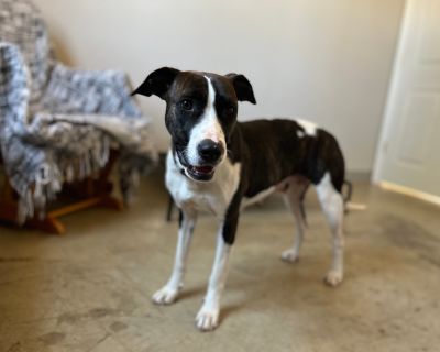 Lala - Border Collie Female Dog for Adoption